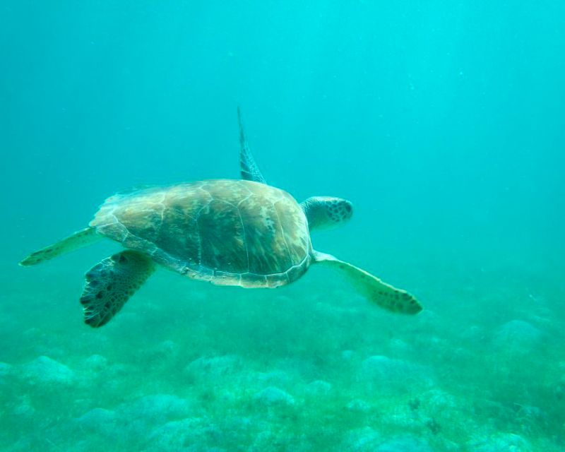 PADI Sea Turtle Awareness
